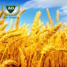 Пшеница озимая Орлеан элита