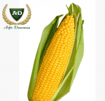 Семена кукурузы Амарок Семена кукурузы Амарок