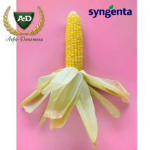 Семена кукурузы Сингента (SYNGENTA)