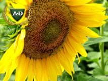 Семена подсолнечника Аракар (под Евролайтинг)