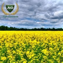 Рапс Клеопатра