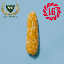 Семена кукурузы Лимагрейн (Limagrain)