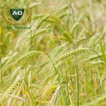 Рожь озимая Хамарка Рожь озимая Хамарка
