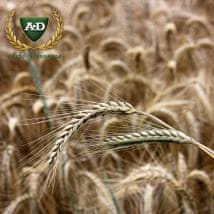 Рожь озимая Сириус