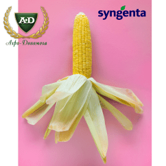 Семена кукурузы Сингента (SYNGENTA) Семена кукурузы Сингента (SYNGENTA)