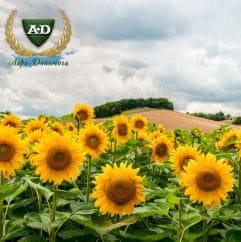 Семена подсолнечника Ягуар Семена подсолнечника Ягуар