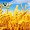 Пшеница озимая Орлеан элита