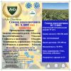 Подсолнух НСХ 8005 под гранстар