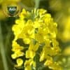Рапс озимый ЕС Алонсо