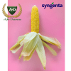 Семена кукурузы Сингента (SYNGENTA)