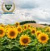 Семена подсолнечника Ягуар