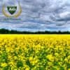 Рапс Клеопатра