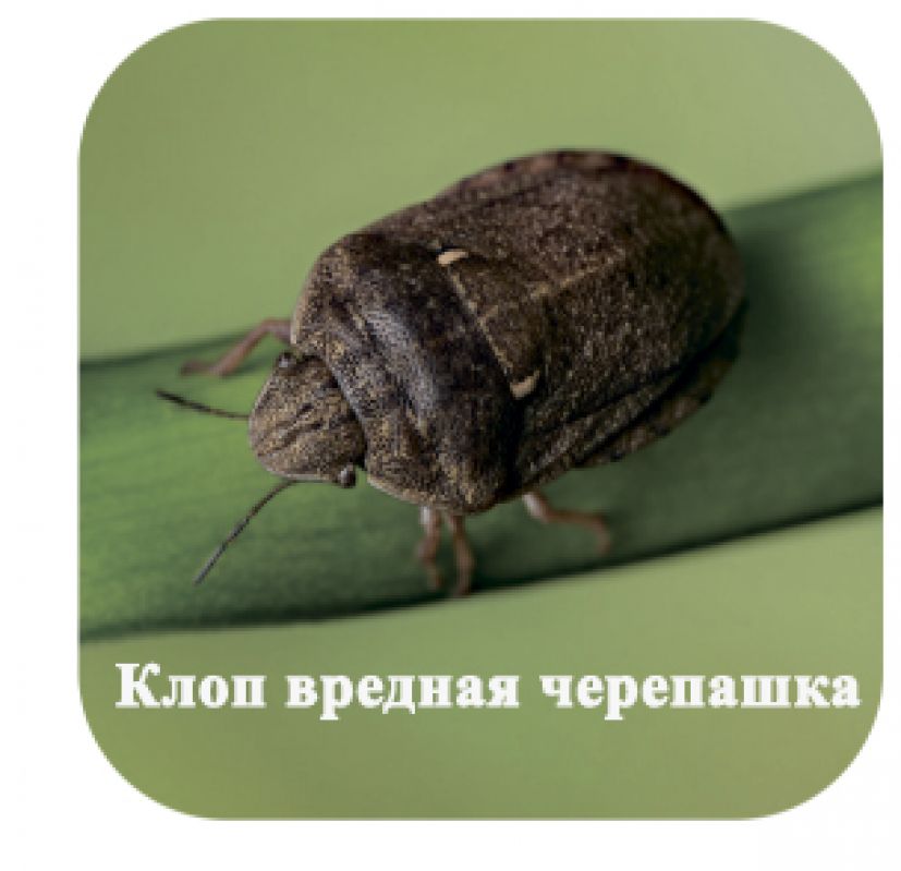 Клоп вредная черепашка