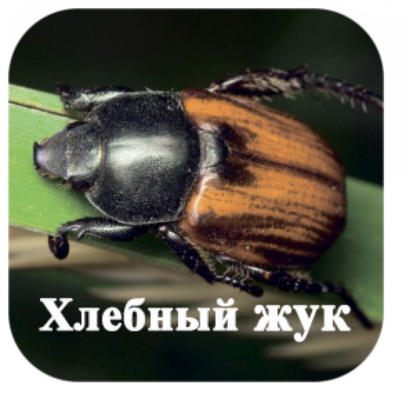 Хлебный жук