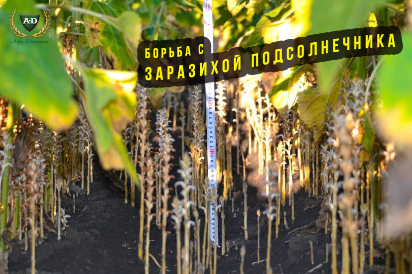 Заразиха соняшника: як боротися з вовчком на українських полях