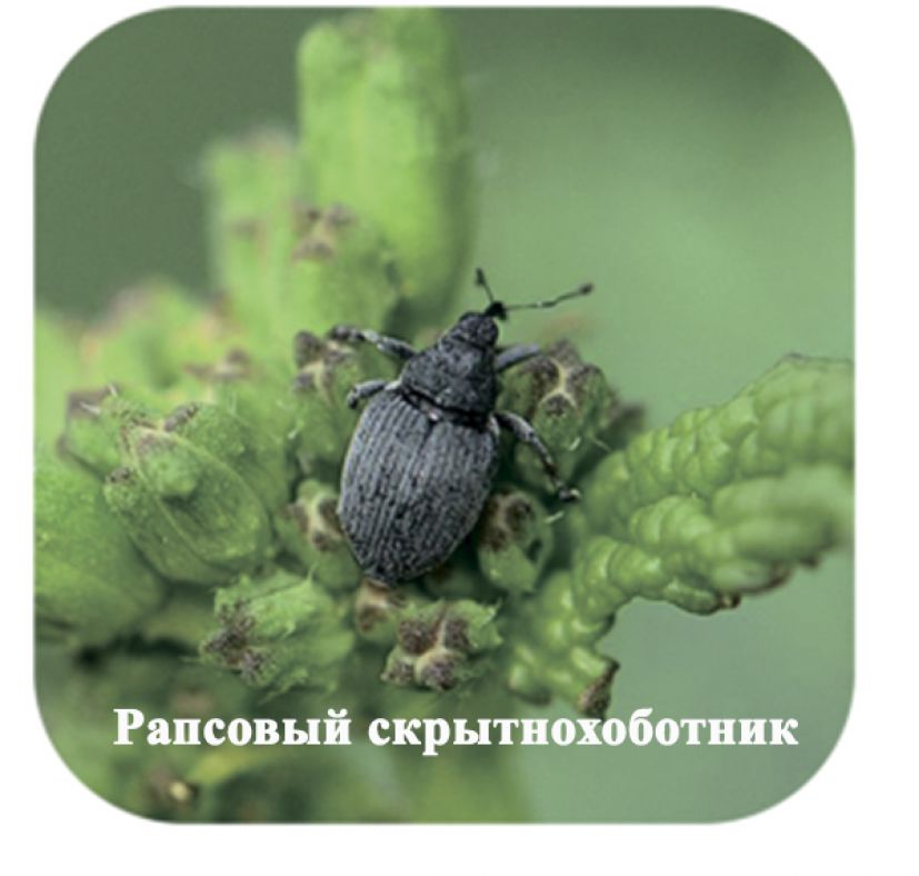 Рапсовый скрытнохоботник, или рапсовый долгоносик