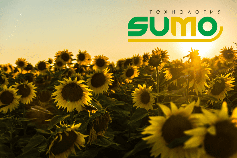 Технологии выращивания подсолнечника: SUMO (под Гранстар, Экспресс, ExpressSun, Сумо)
