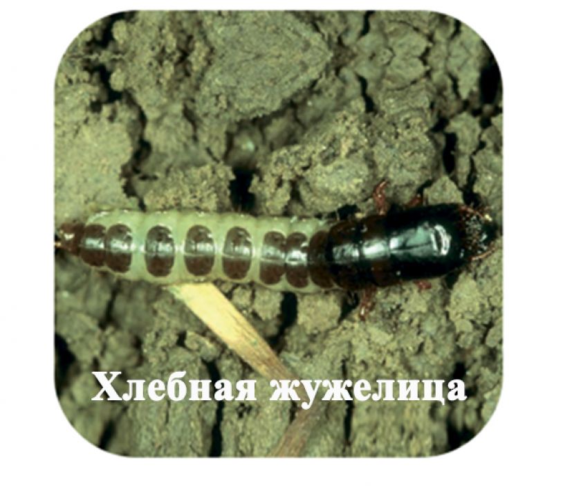 Хлебная жужелица, или горбатый пеун